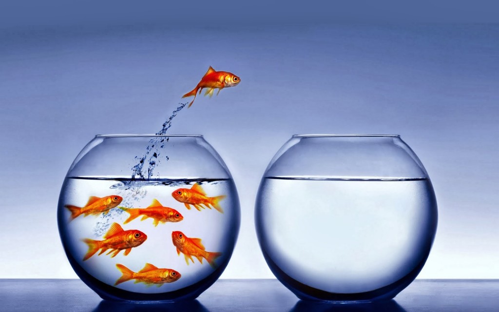 Focus on Your Strengths - PMCHAMP Blog - Fish Jumps